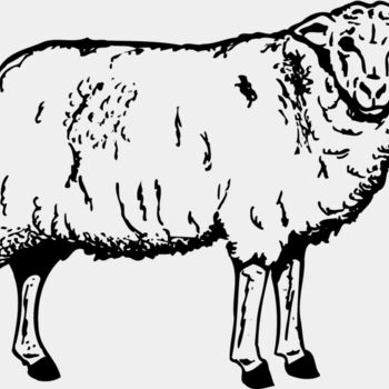 SHEEP002 Thumbnail